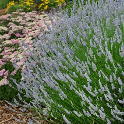 Lavandula X intermedia Provence