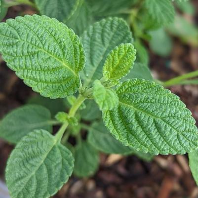 Lippia graveolens 