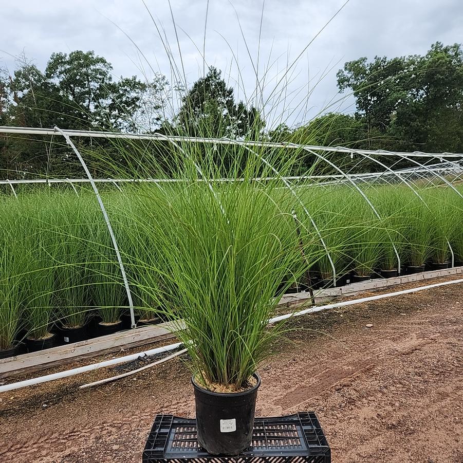 Miscanthus sinensis 'Gracillimus'