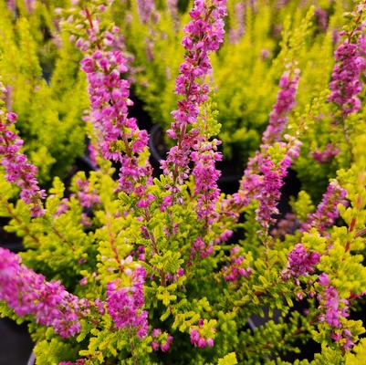 Calluna vulgaris Firefly