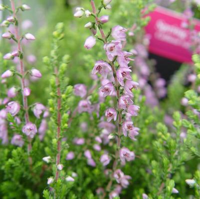 Calluna vulgaris Spring Torch