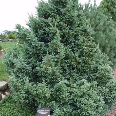 Chamaecyparis pisifera 'Boulevard'