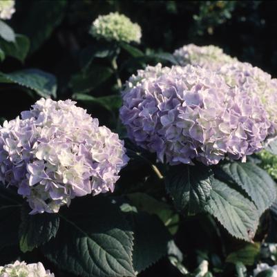 Hydrangea mac. Nikko Blue