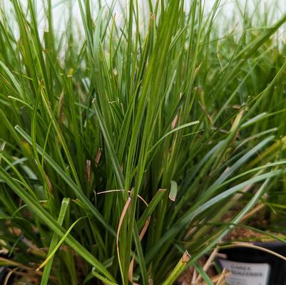 Carex cherokeensis