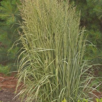 Calamagrostis a. Avalanche