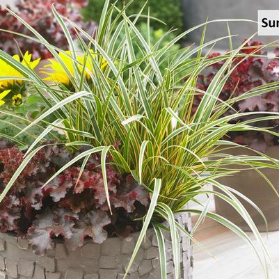 Carex morrowii EverColor® 'Everglow'