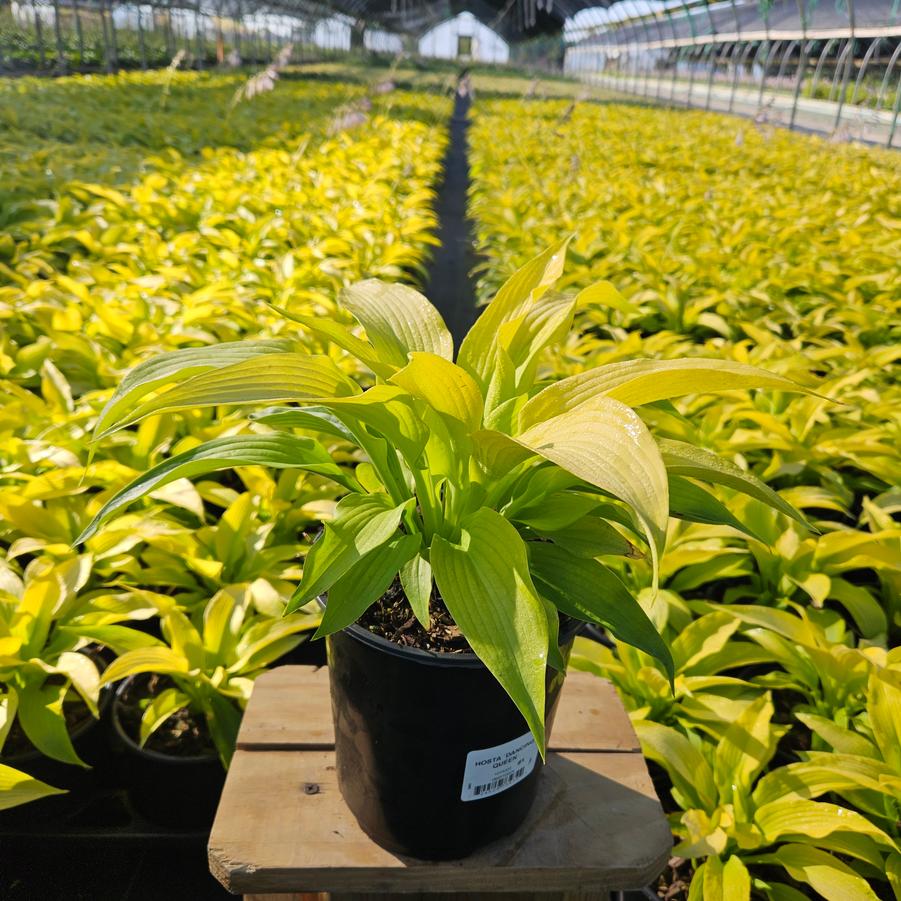 Hosta 'Dancing Queen'