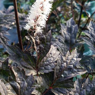 Actaea 'Hillside Black Beauty'