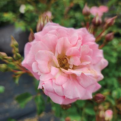 Rosa Blushing Drift®