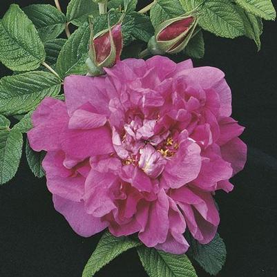 Rosa 'Hansa'