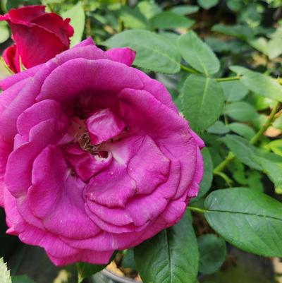 Rosa Brindabella Roses® Purple Prince