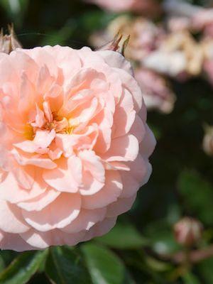 Rosa Apricot Drift®