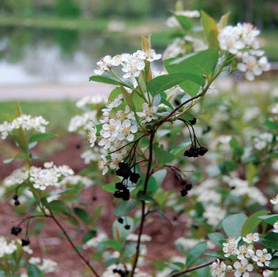 Aronia melanocarpa Iroquois Beauty™