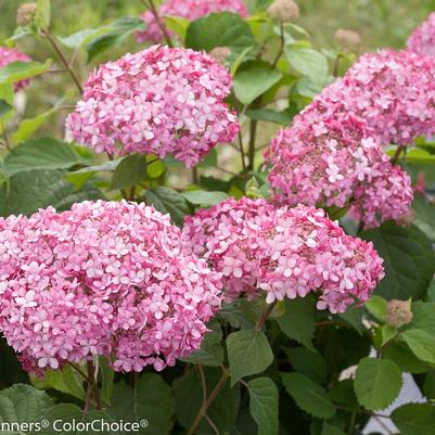 Hydrangea arborescens Invincibelle® Invincibelle® Spirit Ⅱ