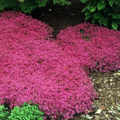 Thymus praecox Coccineus