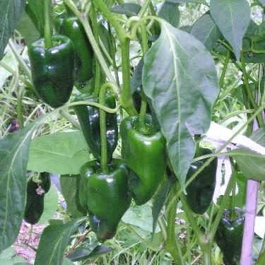 Pepper Ancho Poblano