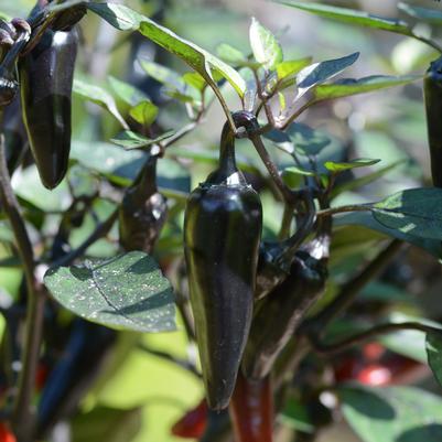 Pepper 'Count Dracula' (Hot)