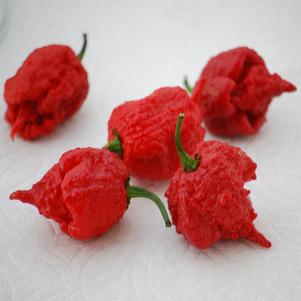 Pepper 'Carolina Reaper' (Hot)