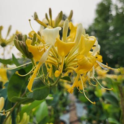 Lonicera periclymenum Scentsation