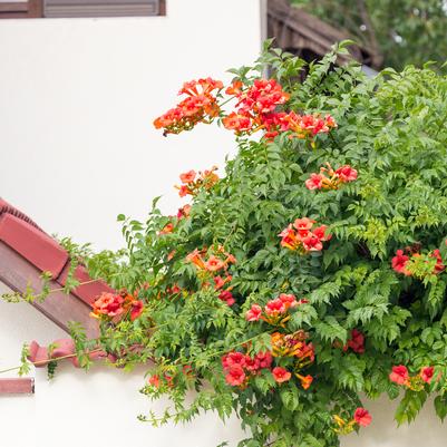 Campsis radicans 