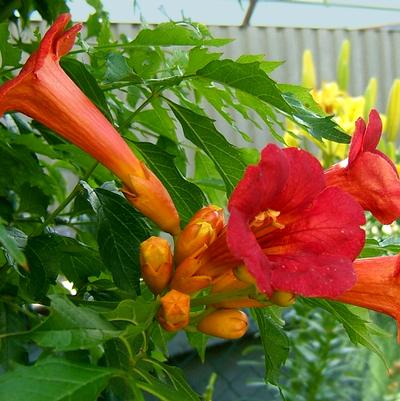 Campsis x tagliabuana 'Madame Galen'