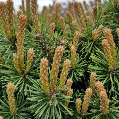 Pinus mugo 'Slowmound'