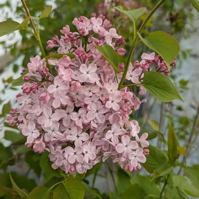 Syringa X hyacinthiflora Maidens Blush