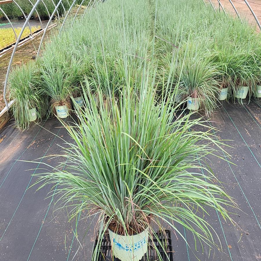 Schizachyrium scoparium 'Standing Ovation'