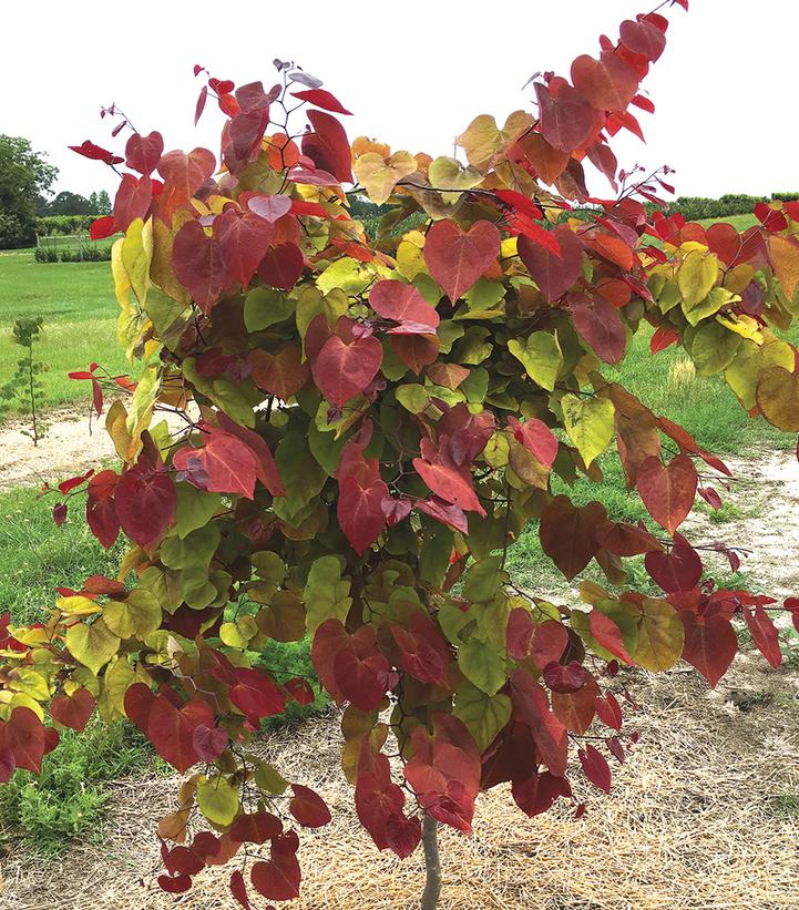 Cercis canadensis Flame Thrower®