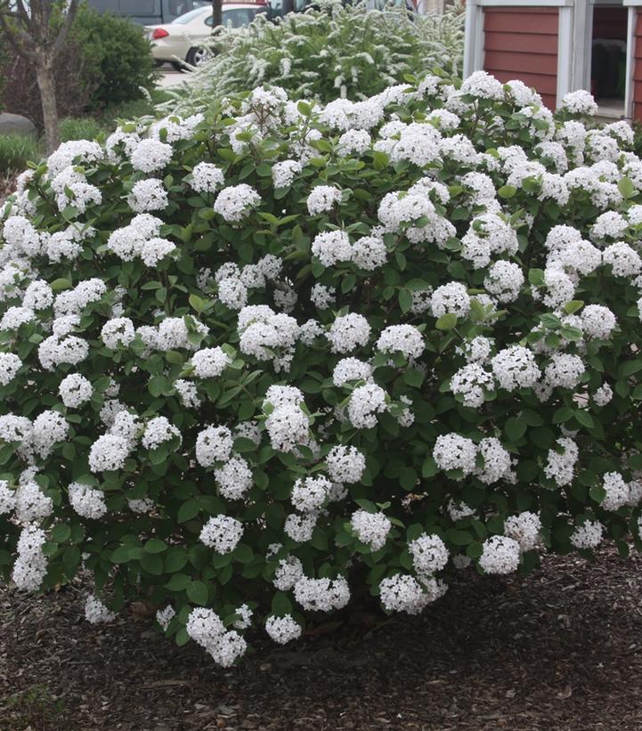 Viburnum carlesii Spice Island™