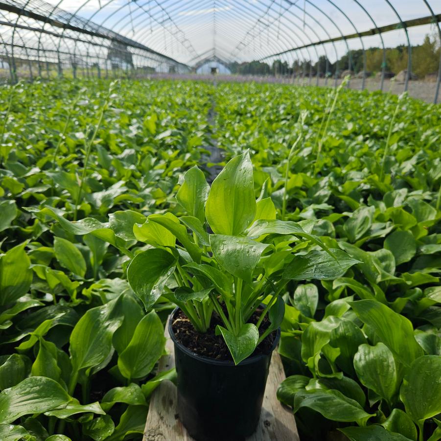 Hosta 'Royal Crest'