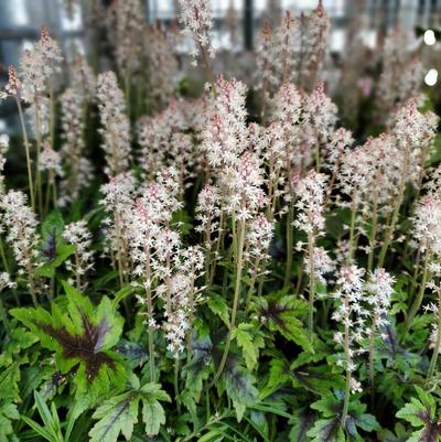 Tiarella 'Sugar & Spice'