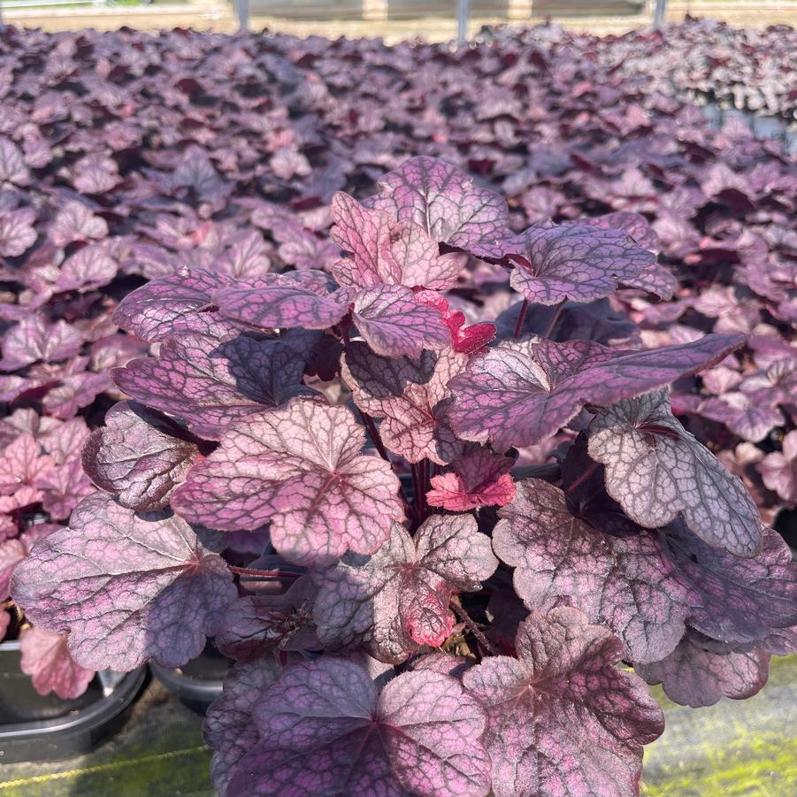 Heuchera Grape Expectations