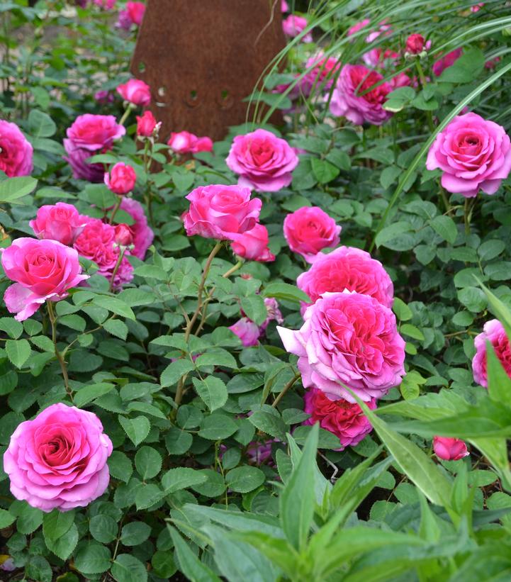Rosa Flower Carpet® Berry