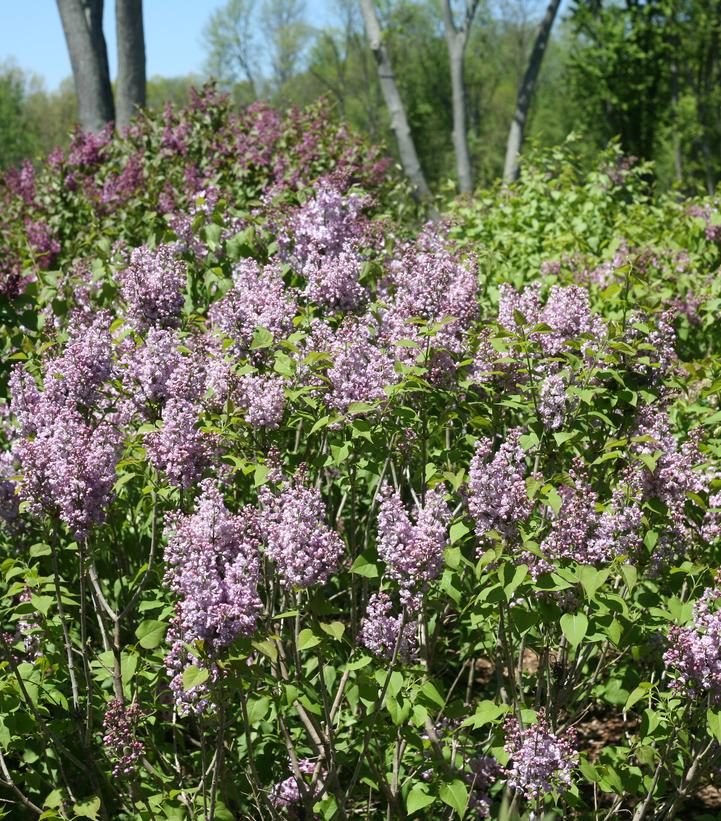 Syringa x hyd. Scentara® Double Blue