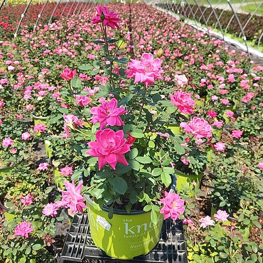 Rosa Double Pink Knock Out®