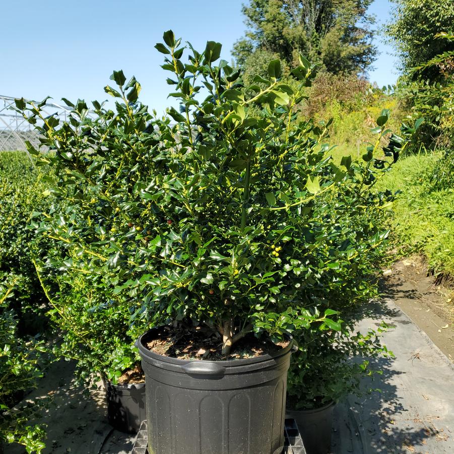 Ilex X meserveae China Girl