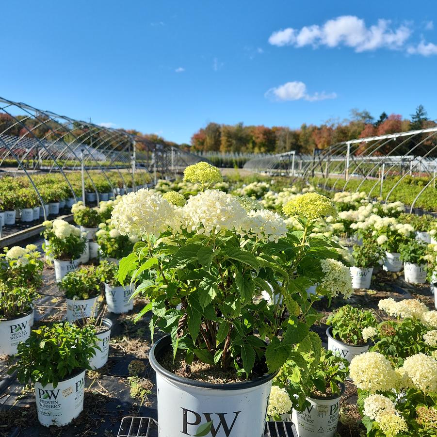 Hydrangea arborescens Invincibelle Limetta®