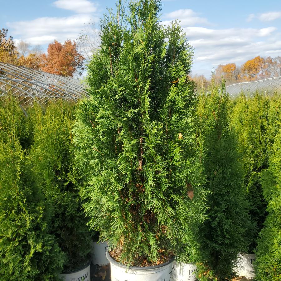 Thuja occidentalis North Pole®