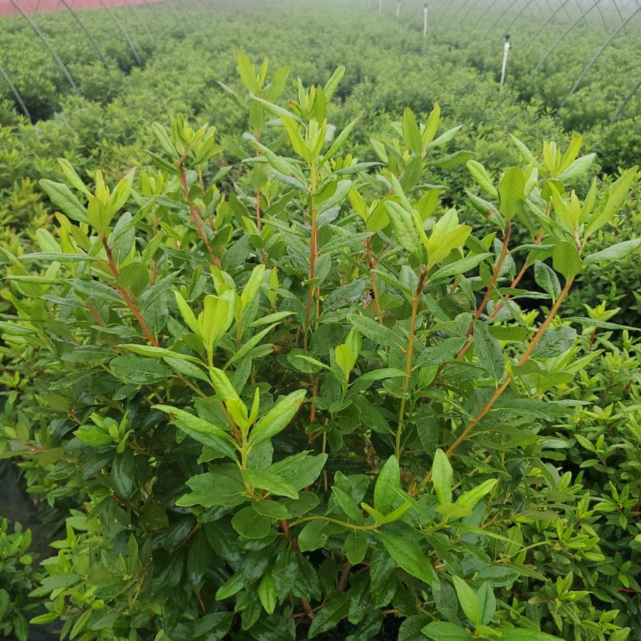 Rhododendron Olga Mezitt