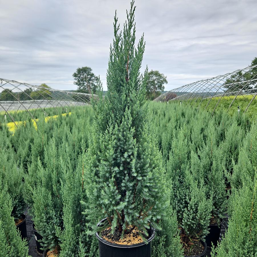 Juniperus chinensis Blue Point