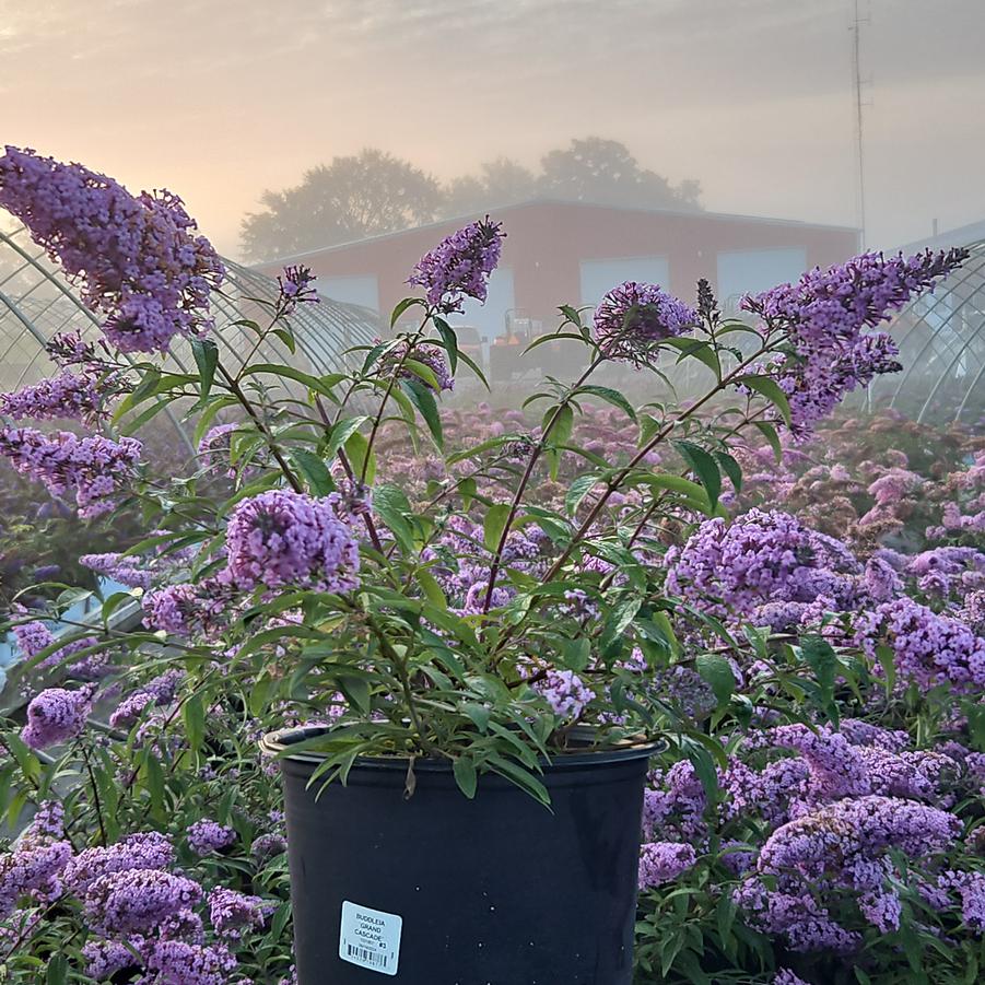 Buddleia 'Grand Cascade'