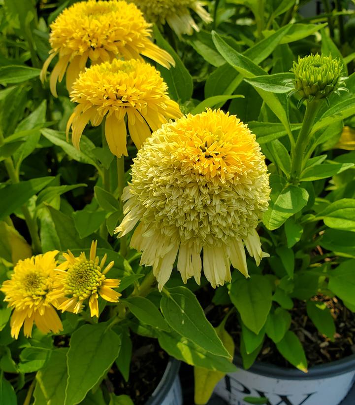 Echinacea hybrid 'Butter Pecan'