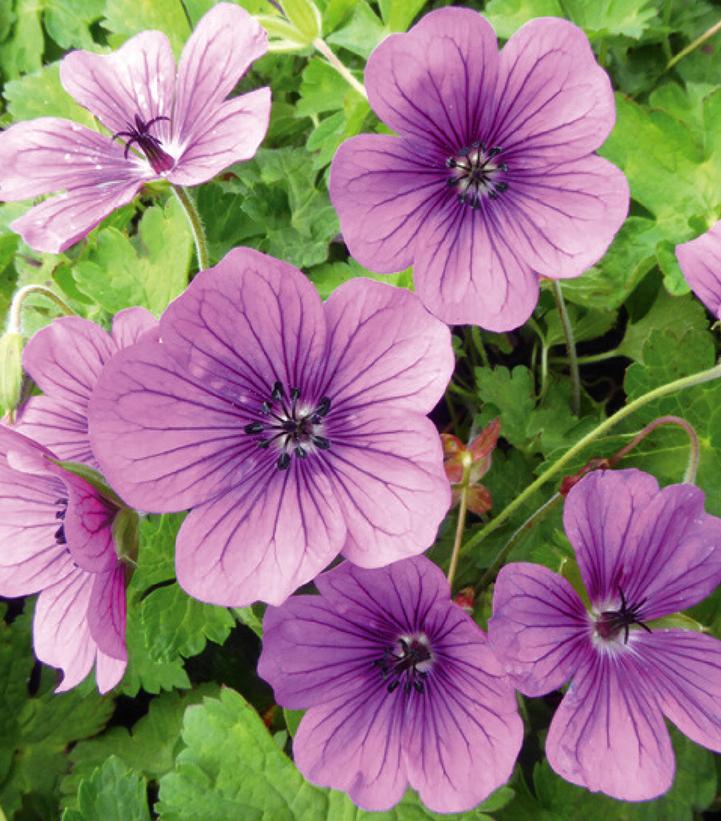 Geranium x wallichianum 'Hexham Velvet'