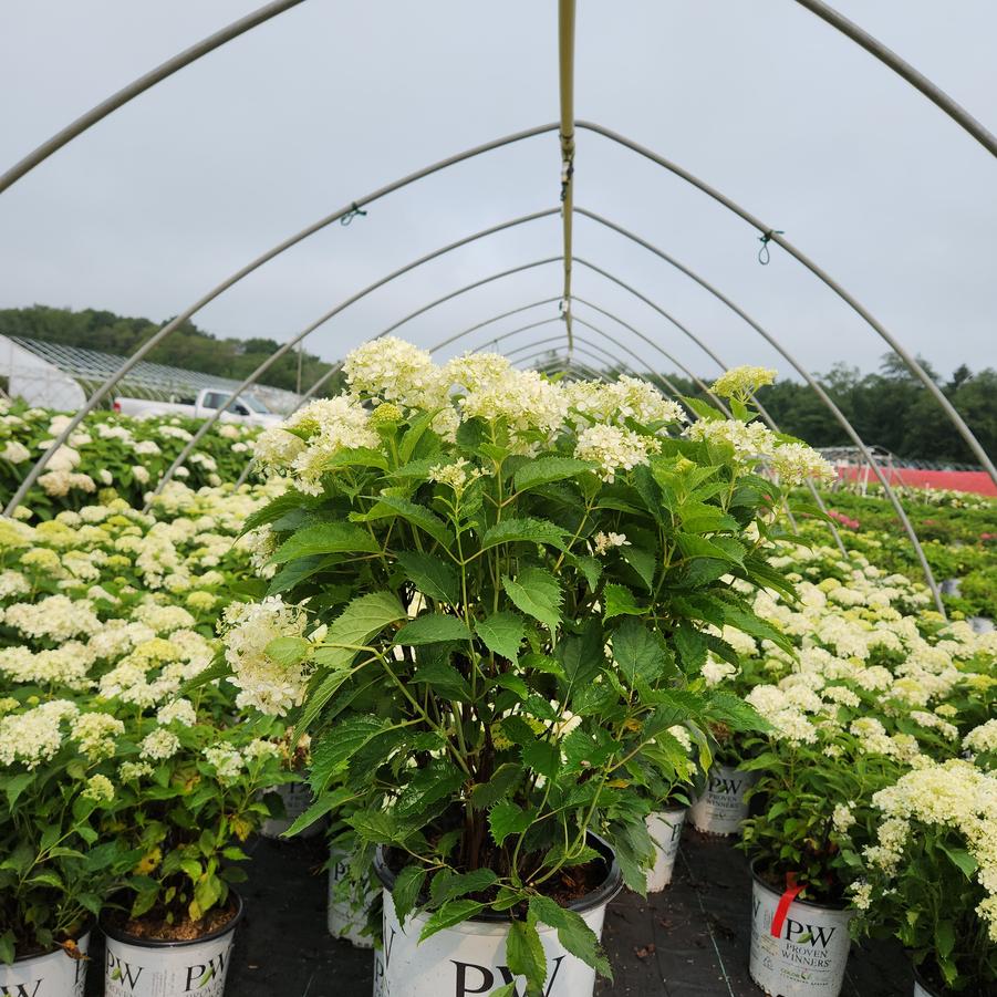 Hydrangea arborescens Invincibelle Limetta®