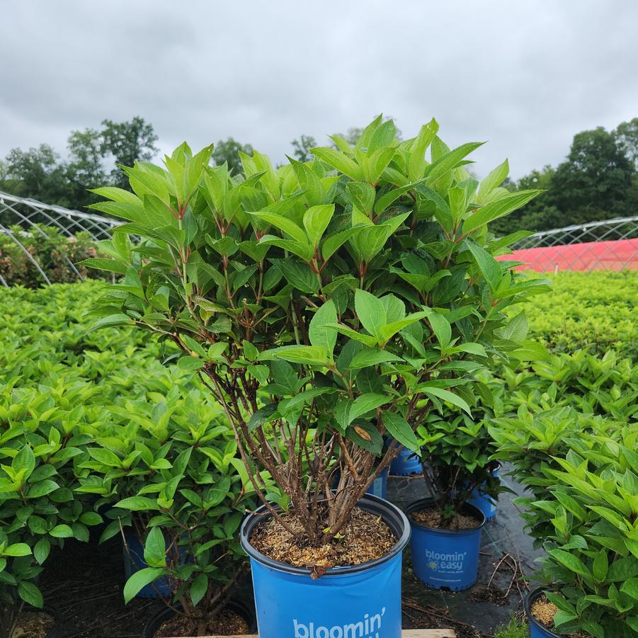 Hydrangea pan. 'Limelight'