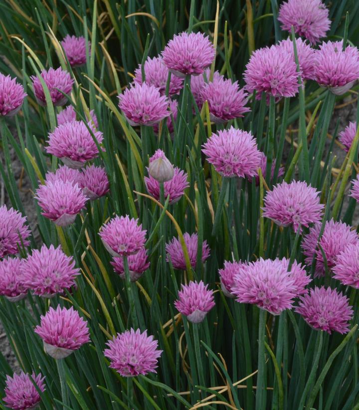 Allium lusitanicum 'Summer Beauty'