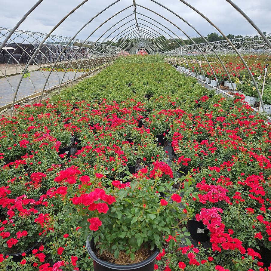 Rosa Flower Carpet Mini Cherry