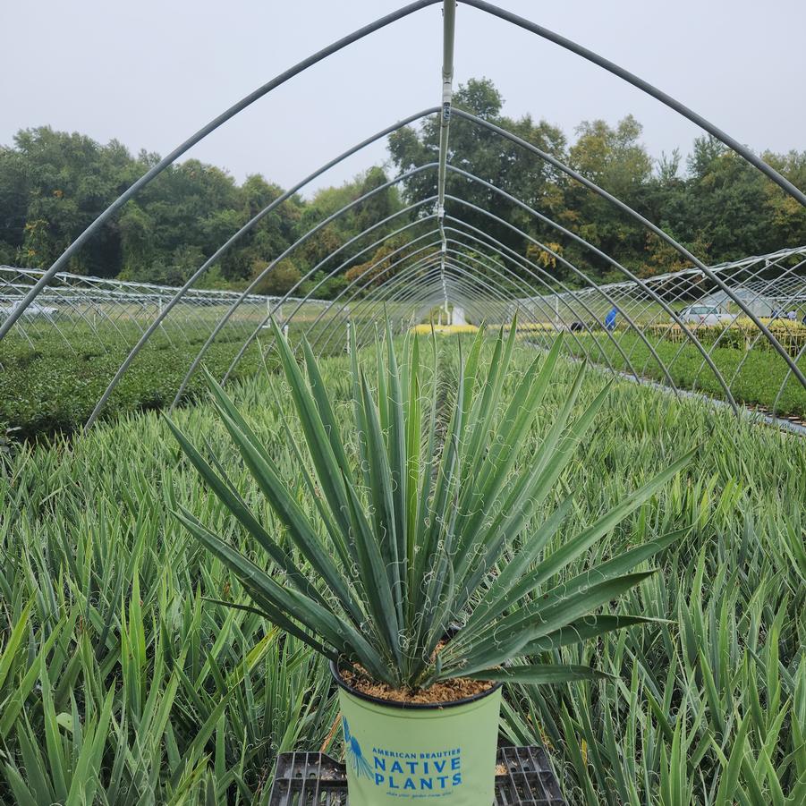 Yucca filamentosa Excalibur