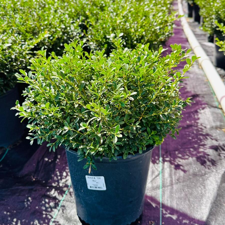 Buxus microphylla 'Tide Hill'